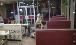 锦州探店爆料事件始末视频,揭秘网红餐厅风波始末