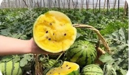 新疆大学新瓜最新爆料,揭秘校园风云背后的真相